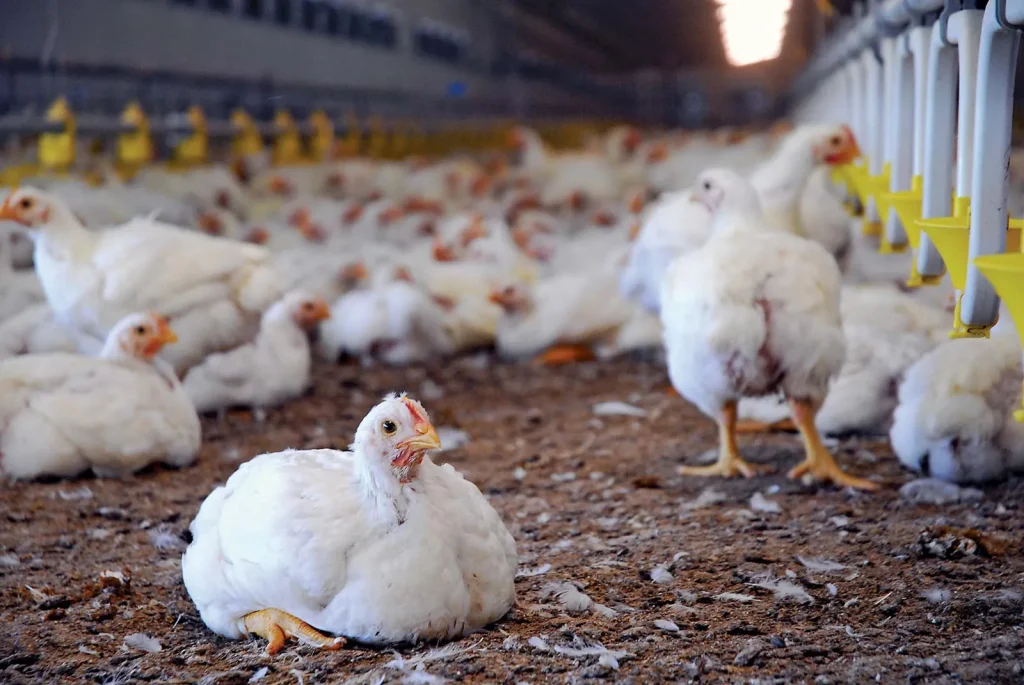 اهمیت تنوع ژنتیکی در سلامت مرغ