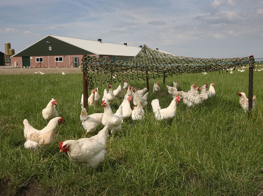 اهمیت شرایط محیطی بر سلامت مرغ