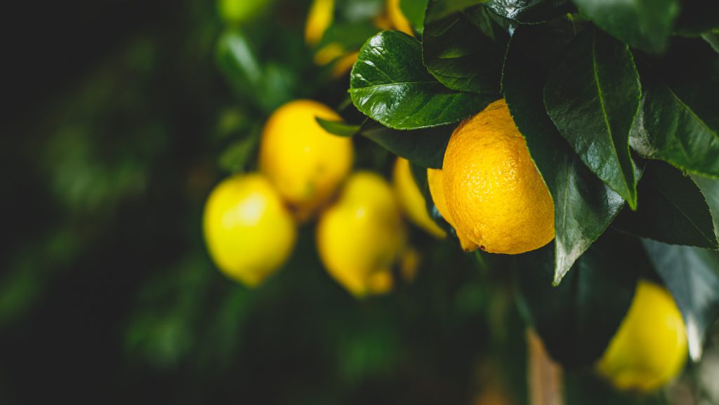 لیمو ترش محبوب در سراسر جهان